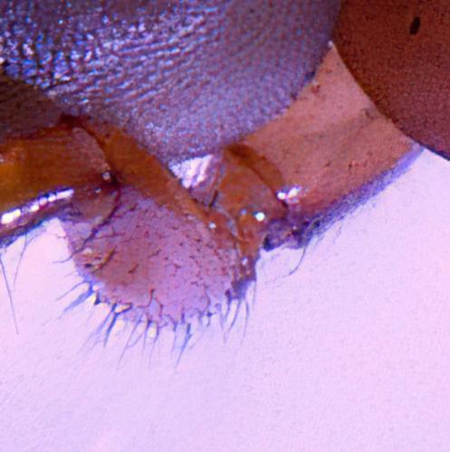 Dysdera crocata